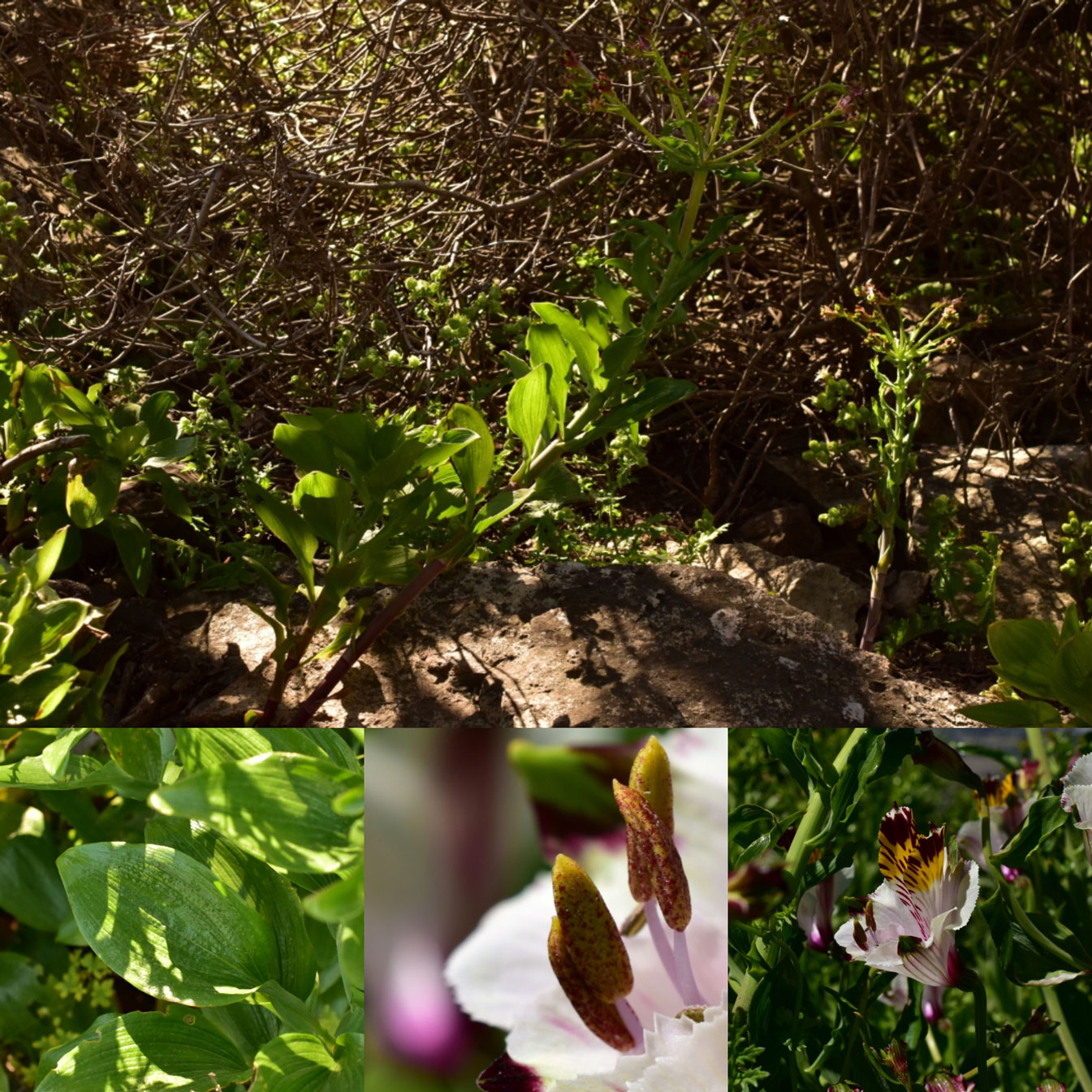 Flores silvestres nativas Cerros de Chena | Club de jardines de Chile |  Conoce nuestros talleres y cursos